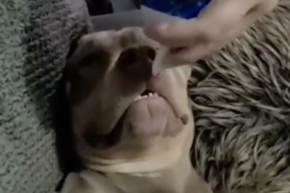 PAS NIJE ZNAO GDE SE NALAZI: Vlasnici ga probudili šlagom, pogledajte samo njegovu REAKCIJU! (VIDEO)