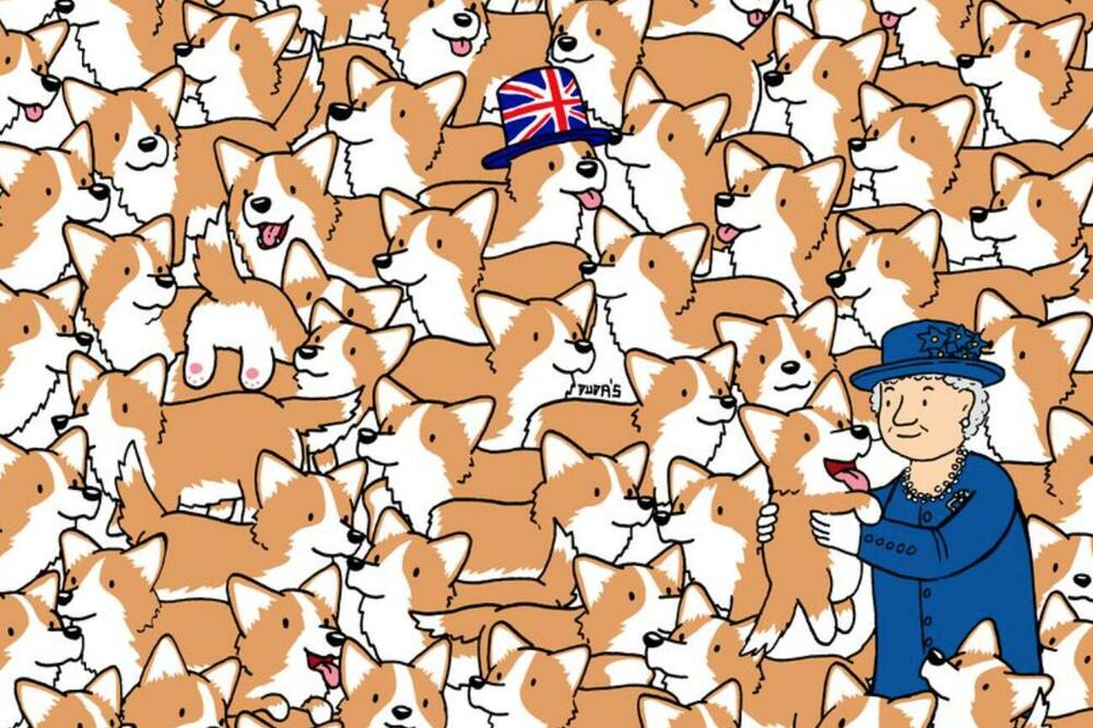 DA LI MOŽETE DA PRONAĐETE 3 KRIŠKE HLEBA MEĐU KORGIJIMA? Skrivalica je postala HIT, rekord je 18 sekundi (FOTO)