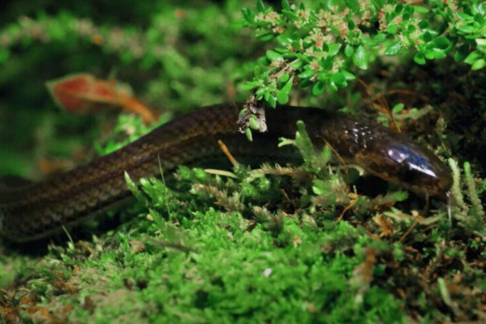 VLADICA STANKOVIĆ OTKRIO KAKO ĆETE PREPOZNATI DA VAS JE UJELA ZMIJA OTROVNICA: Detaljno opisao MESTO UJEDA, naučite