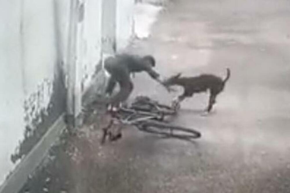 PAS NAPAO DEČAKA, ŠČEPAO GA ZA RUKU I NE PUŠTA: Sav UŽAS SNIMLJEN, gledajte na svoju ODGOVORNOST! (VIDEO)