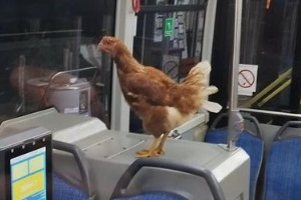 PA, KOGA TO NAŠE OČI VIDE? Kokica nam je samo još falila u gradskom prevozu, sve ostalo smo već videli!(FOTO)