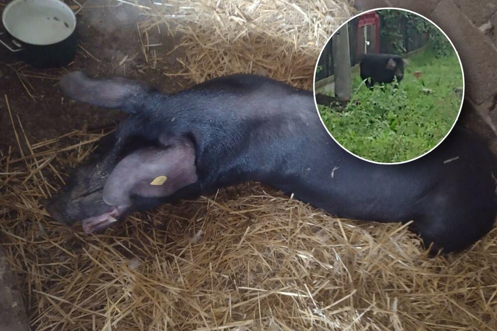 GARO ISPAO IZ PRIKOLICE I DOŠAO NA VRATA ILIĆA: Nestašni veprić SAMO ČUDOM preživeo na IBARSKOJ MAGISTRALI! (FOTO)