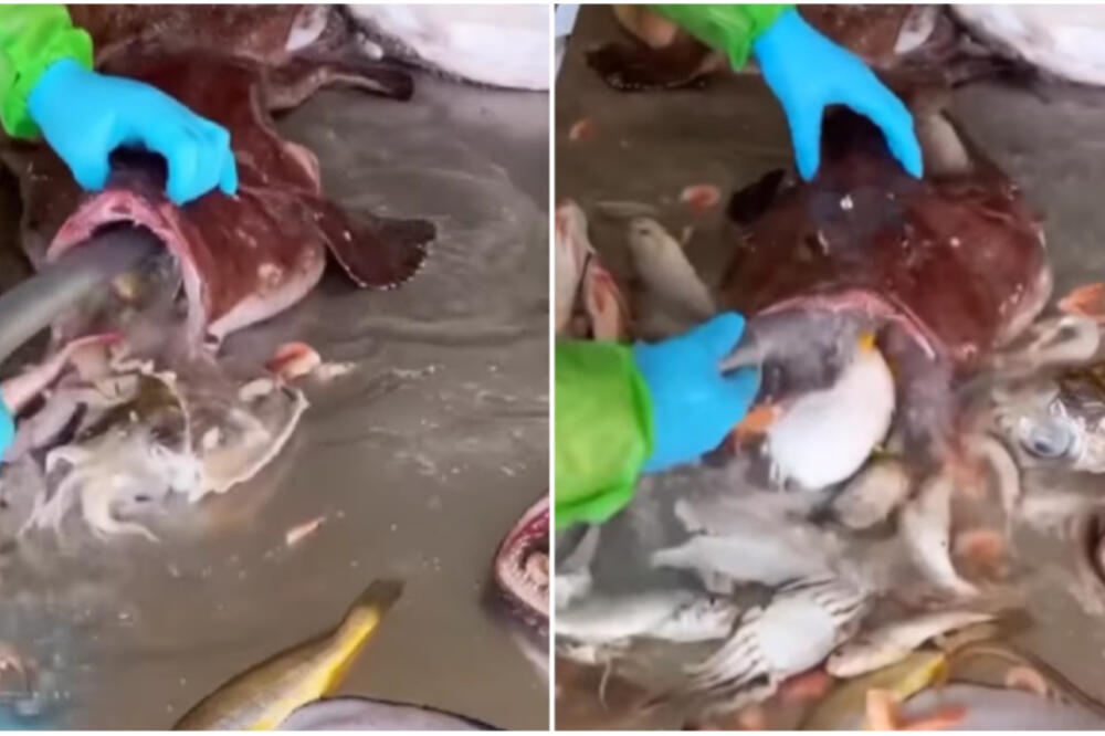 NAKON OVOG MORSKA HRANA ĆE VAM SE ZGADITI ZA ŽIVOTA: Ovo je zaista ODVRATNO, ZAPREPASTIĆETE SE! (VIDEO)