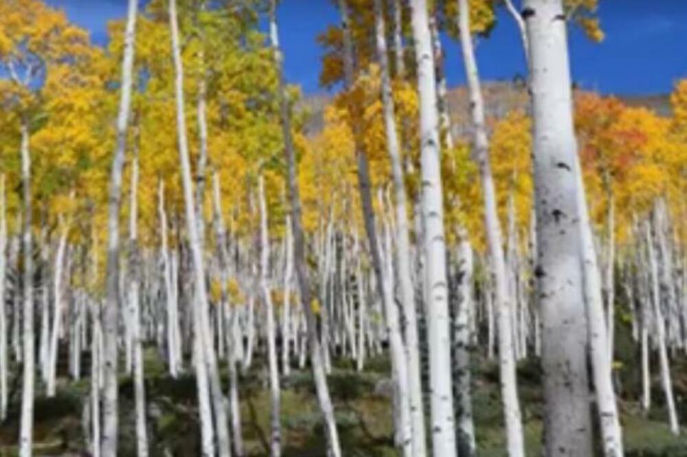 MISLITE DA JE NA SLICI ŠUMA? Pogledajte bolje, nema šanse da provalite iz prve šta je! (VIDEO)