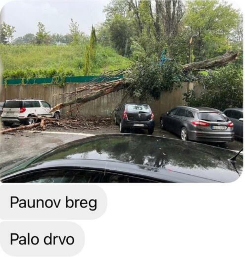 Drveće