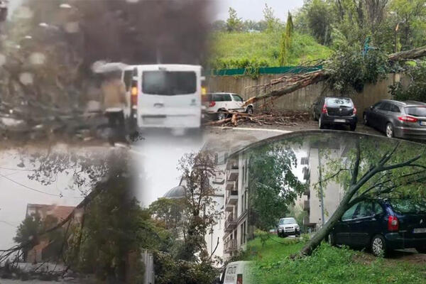 DRVEĆE PADA NA SVE STRANE, BEOGRAĐANI U NEVERICI: Stabla POKLOPILA automobile, neverovatni PRIZORI! (FOTO)