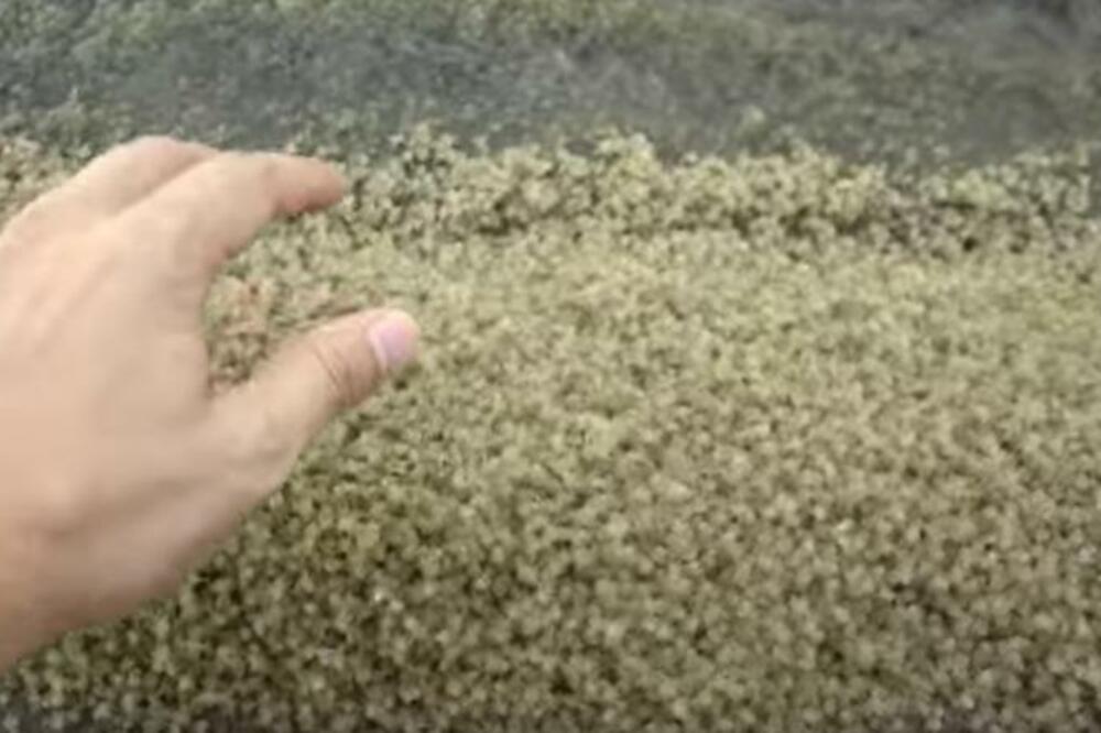 IZGLEDALO JE KAO OBIČAN PESAK, A KADA GA JE UZEO U RUKE, SLEDIO SE U MESTU: Počelo je da se pomera, a onda..(VIDEO)