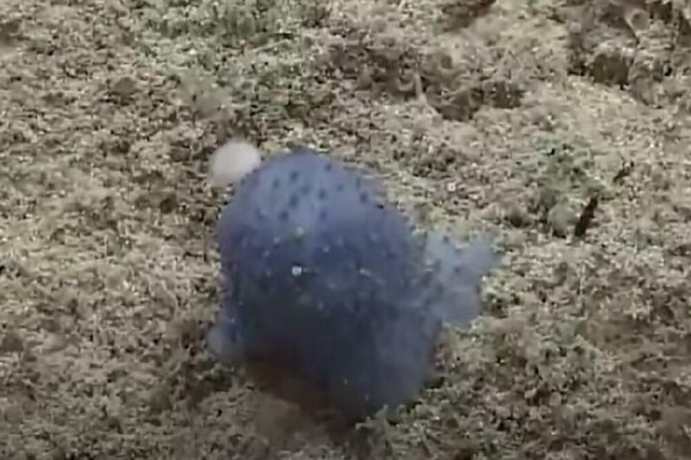 MISTERIOZNO BIĆE ZBUNILO NAUČNIKE: Otkriven u dubinama Karipskog mora, NIKO NE ZNA ŠTA JE! (VIDEO)