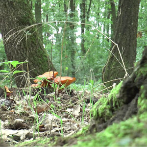 KILO PEČURAKA KAO 5 KILOGRAMA SVINJSKOG VRATA: Evo kako da ih prepoznate, nema ZDRAVIJIH, brzo se NALAZE po ŠUMI!