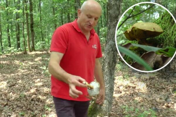 MOŽETE JE POMEŠATI SA LISIČARKOM, OTROVNA JE: Stručnjak savetuje kako da izbegnete ZAVODNICU u šumi! (FOTO)