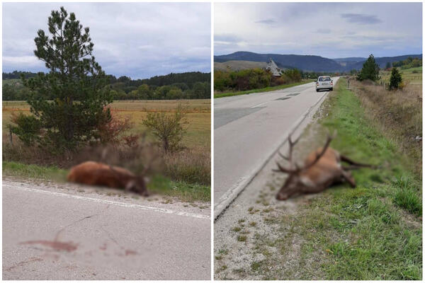 SAMO JE ODJEDNOM IZ KANALA IZLETEO NA PUT, VOZAČ NIJE IMAO KUD: Jelen nastradao NA LICU MESTA, potresan prizor