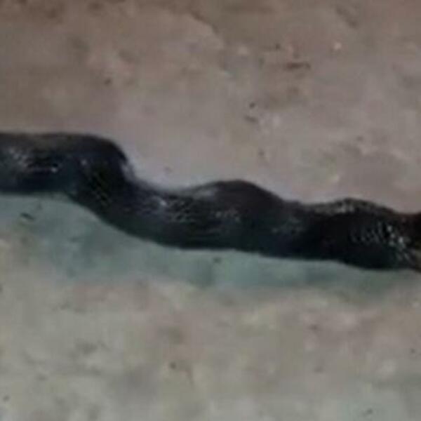 ODSEKLI ZMIJI GLAVU, PA UMALO UMRLI KADA SU VIDELI ŠTA RADI TAKVA: Ulazite na sopstvenu odgovornost