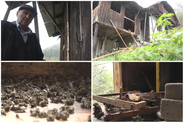 "UVUKAO NAM SE STRAH U KOSTI, MORAĆEMO DA NAPUSTIMO DOMAĆINSTVA" Evo šta OSTANE kad MEČKA ZAKUCA NA VRATA (FOTO)