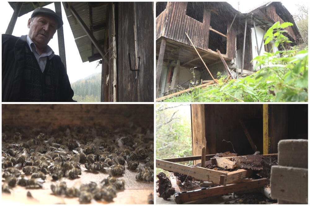 "UVUKAO NAM SE STRAH U KOSTI, MORAĆEMO DA NAPUSTIMO DOMAĆINSTVA" Evo šta OSTANE kad MEČKA ZAKUCA NA VRATA (FOTO)