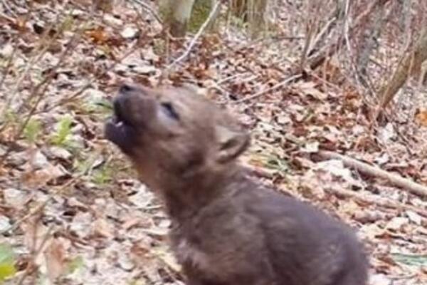 MISLILI SU DA SU UZELI PRESLATKOG PSIĆA I BILI SU PRESREĆNI! Kad su videli u šta izrasta, ostali su bez reči (FOTO)
