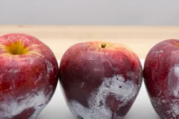 PRE NEGO ŠTO KUPITE JABUKE, DOBRO POGLEDAJTE OVAJ SNIMAK: Smučiće vam se život kada vidite ŠTA IMAJU U SEBI (VIDEO)