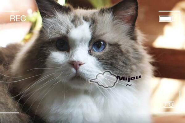 Izazov novog zanimanja: Fotograf za kućne ljubimce