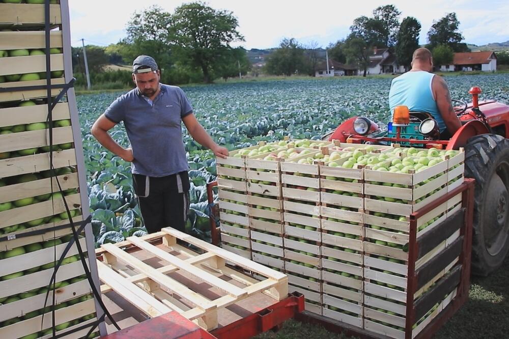 Jabuke manje rodile, ali zato je cena skočila: Berba u vojvođanskim selima traje, ovo su nova tržišta za izvoz