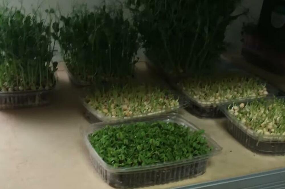 ZASADITE OVE BILJKE U OKTOBRU I ZA PAR MESECI IMAĆETE IH U SAKSIJI: Jako su ZDRAVE, mogu da se JEDU!