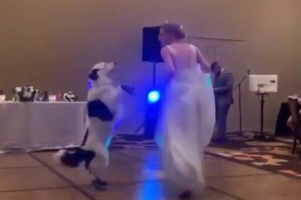 MLADA DOVELA PSA NA VENČANJE, A ONDA JE NASTAO TOTALNI MUK: Ovaj potez nikog nije ostavio RAVNODUŠNIM!