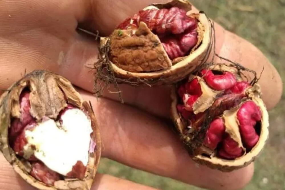 POGLEDAJTE SAMO ŠTA JE RODILO U DVORIŠTU ANDROVIĆA: Prvo su mislili da je SLUČAJNOST, a onda su shvatili (FOTO)