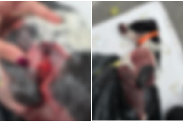 UPUCAN TERAPIJSKI PAS DETETA SA SMETNJAMA U RAZVOJU: Majina JEZIVA objava POTRESLA region, gde će im DUŠA?! (FOTO)