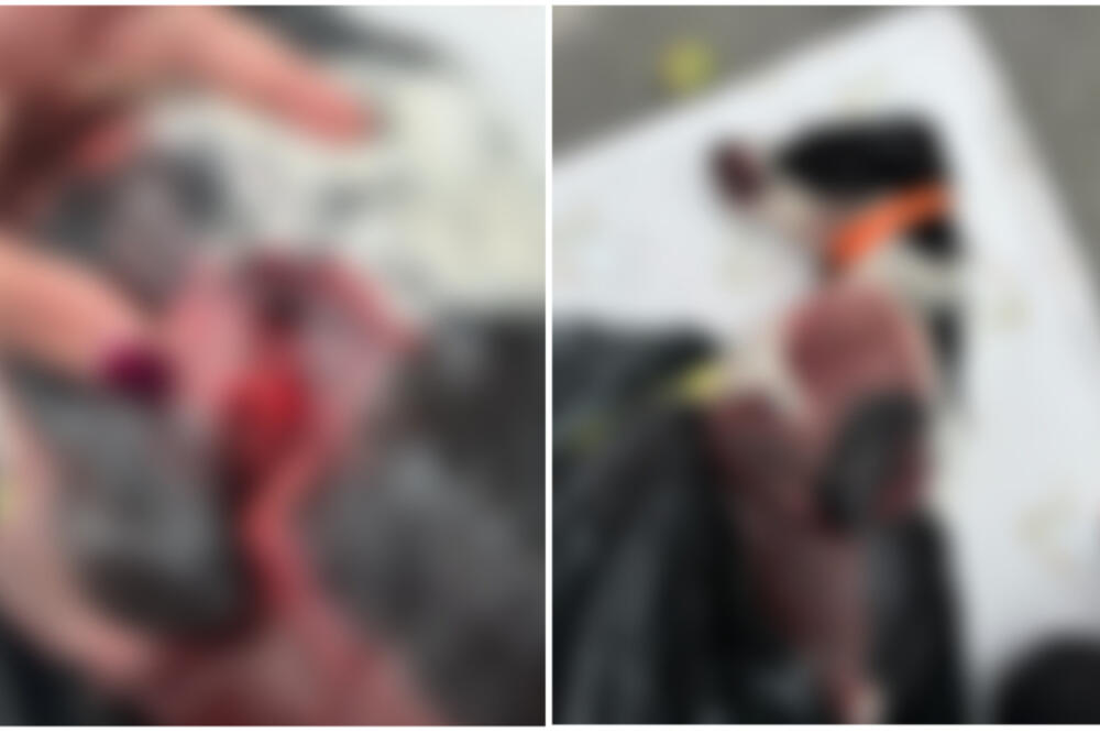 UPUCAN TERAPIJSKI PAS DETETA SA SMETNJAMA U RAZVOJU: Majina JEZIVA objava POTRESLA region, gde će im DUŠA?! (FOTO)