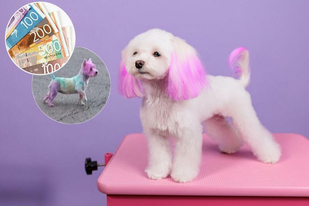 ZBOG OBOJENOG PSA U BEOGRADU SE DIGLA VELIKA FRKA: Istražili smo da li to škodi životinji i koje su CENE tih usluga