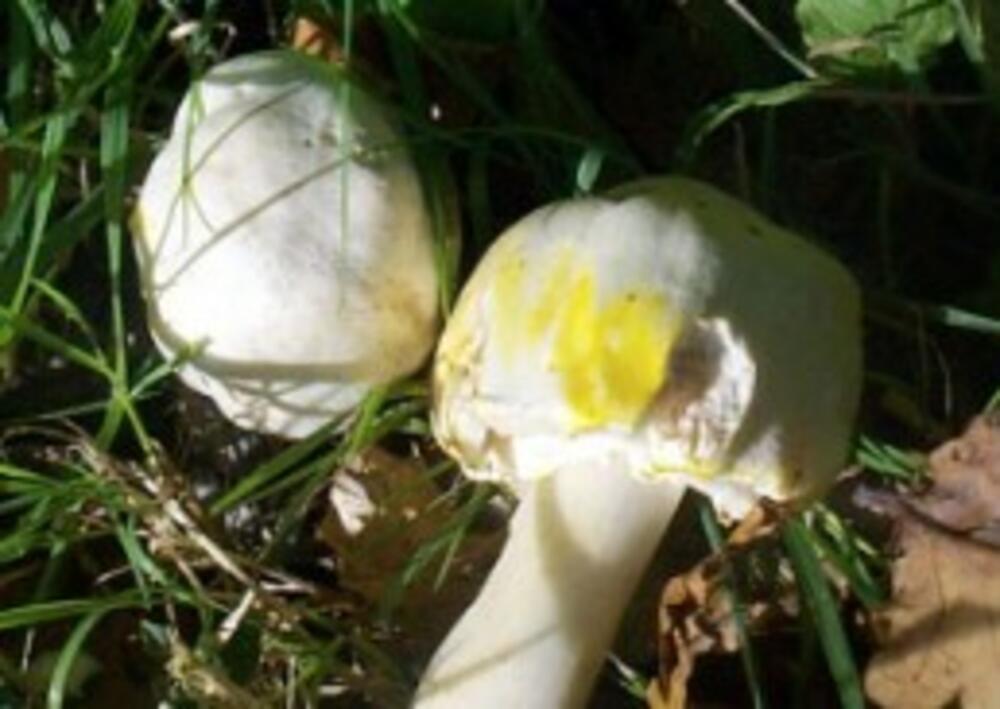 Agaricus xantodermus otrovni šampinjon
