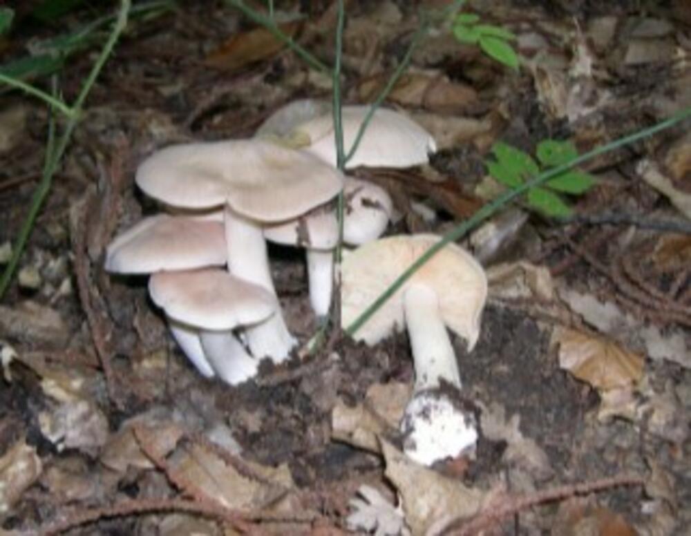 Entoloma sinuatum olovasta rudoliska
