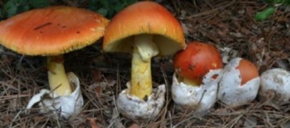 Amanita caesarea, blagva jestiva