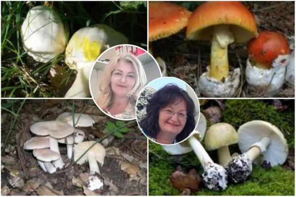 "ŠAPČANI POJELI NAJOTROVNIJU VRSTU U SRBIJI": Stručnjaci su nam otkrili SVE o OPASNIM PEČURKAMA! (FOTO)