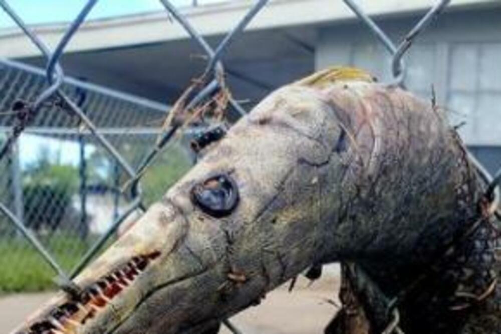 IZVEŠTAVAO O POPLAVAMA, PA SNIMIO RIBU KAKVU NISTE VIDELI: Gledajte samo na šta LIČI, ovo će vas ZGROZITI! (FOTO)