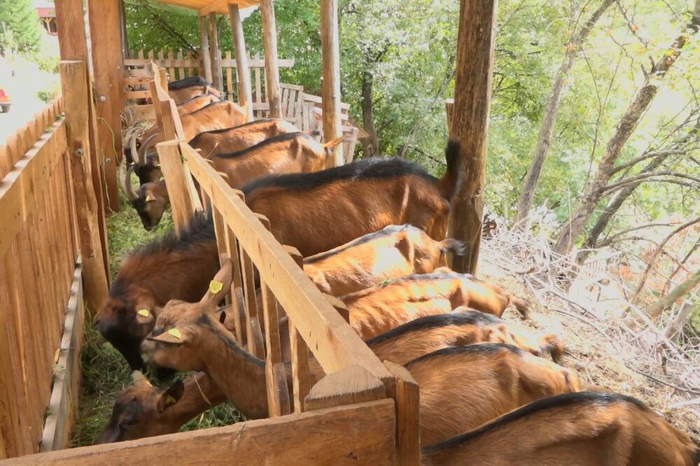 NEKO NA VLADICINOM IMANJU IZVEO RITUALNI OBRED? Zatekao je HOROR, obezglavljeno jare, a drugo OSAKAĆENO