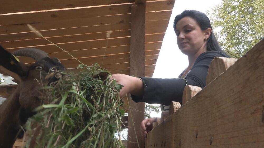 Jarići, Jare, Samira Fazlić, Prijepolje