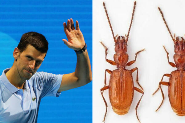 PRONAĐENA NOVA VRSTA INSEKTA! Dobila ime po NOVAKU ĐOKOVIĆU, a evo i zbog čega! TENISER SE ODMAH OGLASIO!