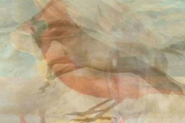 TEST LIČNOSTI KOJI OTKRIVA VAŠ LJUBAVNO ŽIVOT: Dobro se zagledajte, koju životinju vidite?