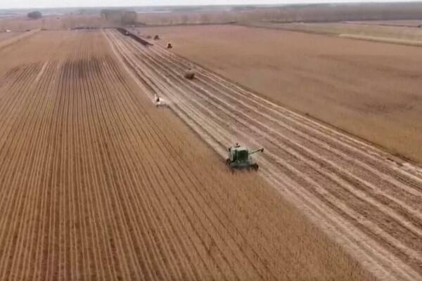 Kina: Završeno preko 40 odsto jesenje žetve! Prinos 1,8 miliona hektara dnevno VIDEO