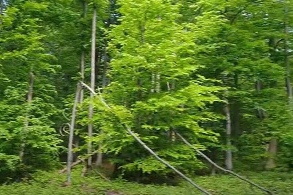 Kao dete pobegla iz kulta smrti: Jeziva ispovest devojčice o ubistvo više od 900 dece, otac je spasio jednim gestom