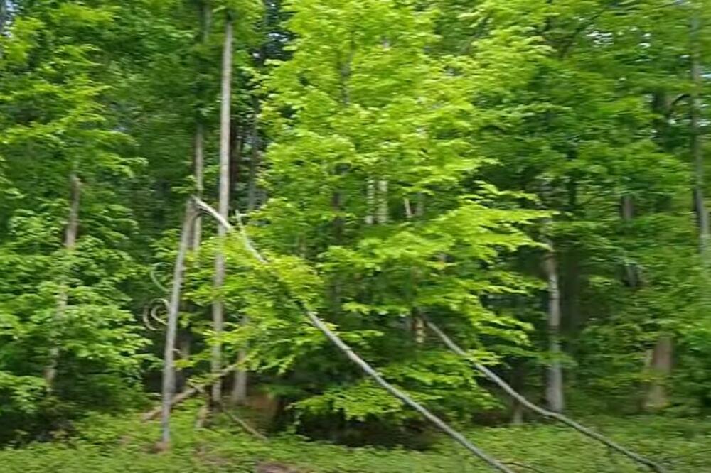 DIVLJINA NA SAMO KORAK OD VAS! Da li znate gde se nalaze srpske prašume? (FOTO)
