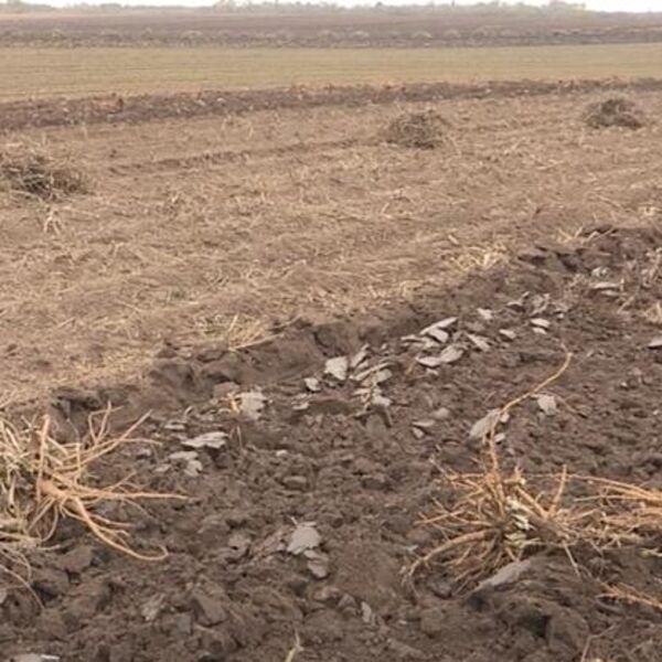 Izvađen gorostas težak 9 kilograma: "Da je nije čupao deda i sva familija" - i vlasnik iznenađen "ulovom"