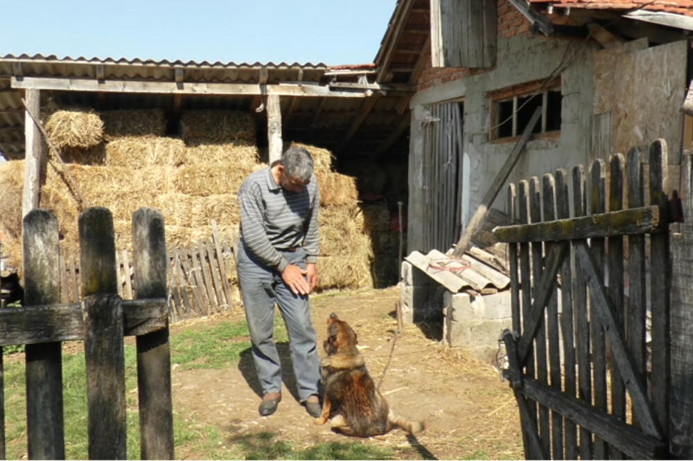 "NEMOJ, ĆERO, U SELO DA SE UDAJEŠ, DA TE KRAVA MLATI REPOM!" Milutin otkriva zašto ima SVE VIŠE NEŽENJA (FOTO)