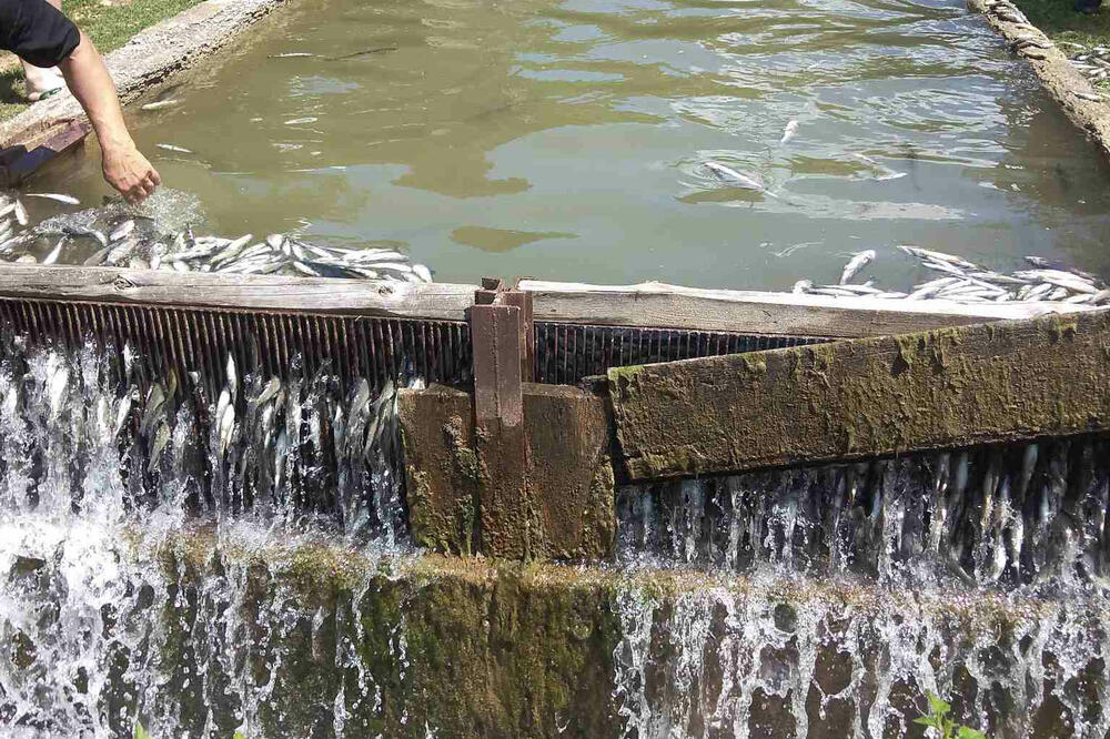 POMOR PASTRMKI U VRANJU, 13.000 UGINULO! Podneta je krivična protiv osumnjičenog, opasnu smesu bacio u vodu