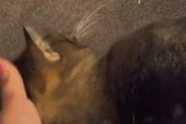 TRI DANA NIJE MOGLA DA PRONAĐE MAČKU: A onda je ostala IZBEZUMLJENA kada je videla šta je USPELA da URADI (VIDEO)