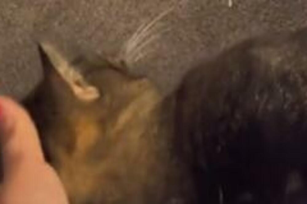 TRI DANA NIJE MOGLA DA PRONAĐE MAČKU: A onda je ostala IZBEZUMLJENA kada je videla šta je USPELA da URADI (VIDEO)