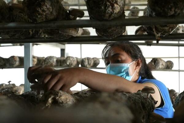 Sinđijang: Male pečurke doprinose povećanju prihoda! VIDEO