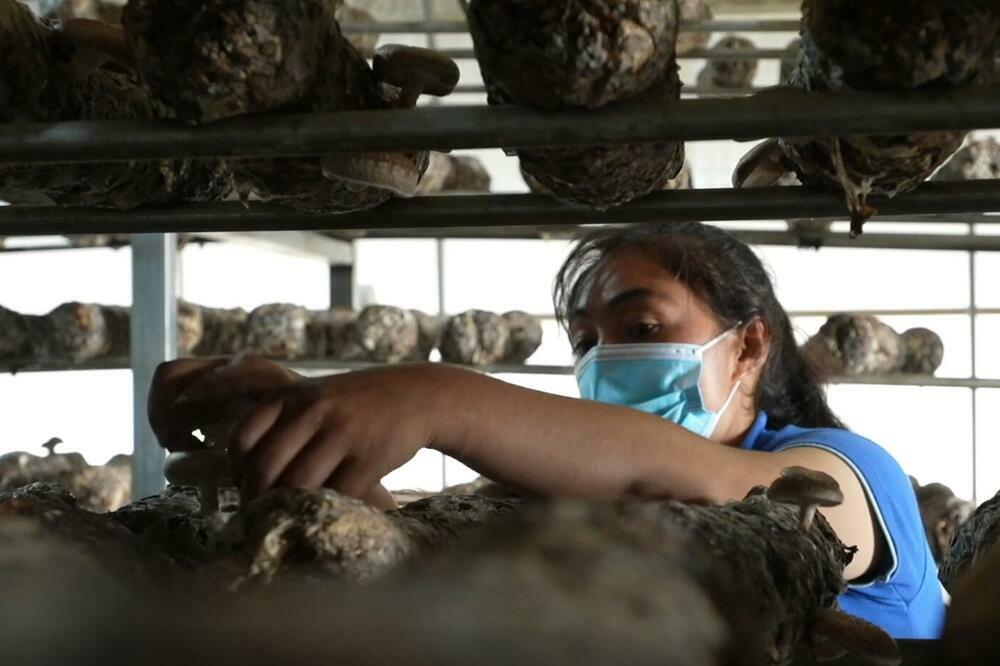 Sinđijang: Male pečurke doprinose povećanju prihoda! VIDEO