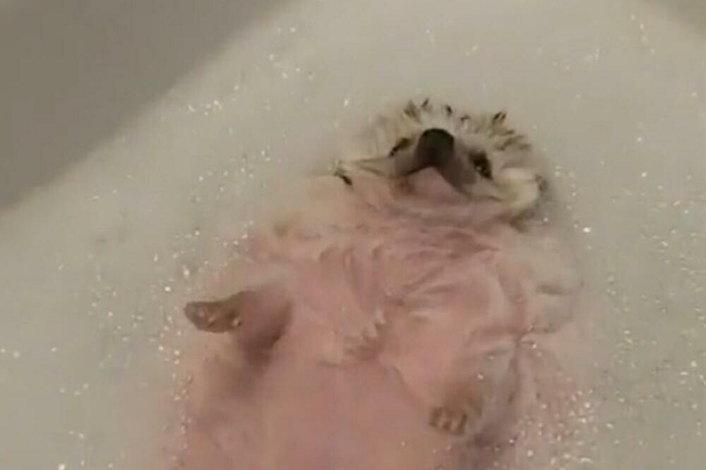 NAJSLAĐI KUPANJAC KOJI STE IKADA VIDELI: Medeni ježić USNIMLJEN U ČISTOJ UŽIVANCIJI, PRIZOR KOJI HIPNOTIŠE (VIDEO)