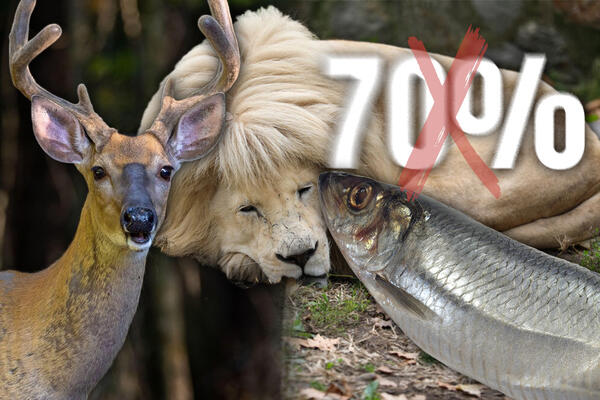 ZABRINJAVAJUĆE! UNIŠTILI SMO 70% VRSTA ZA POLA VEKA: Populacije divljih životinja DRASTIČNO SMANJENE