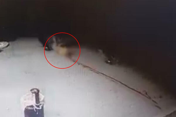 UZNEMIRUJUĆ VIDEO! Puškama ubijali ulične pse u Smederevskoj Palanci, krv šikljala na sve strane!